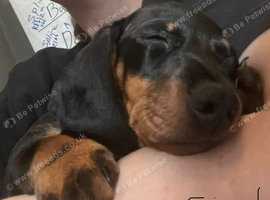 Two beautiful Black and Tan min Dachshunds