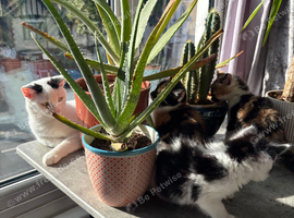 Gorgeous fluffy kittens!