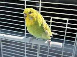Female Budgie - beautiful yellow and green