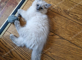 Ragdoll Kittens