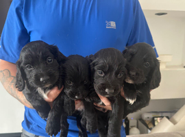 Cocker spaniel puppies