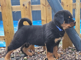 Top quality rottweiler puppies