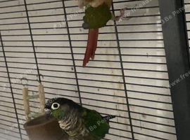 Bonded proven pair of conures