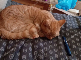 Ginger male