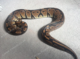 Female ball python