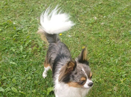 Beautiful chihuahua boy