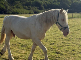 Irish sports horse cross cob stallion