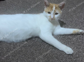male 9 month old