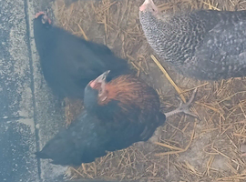 Point of lay/ laying hens