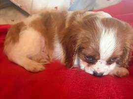 Cavalier King Charles spaniel