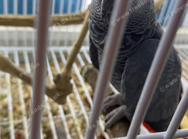 Congo African grey Glasgow