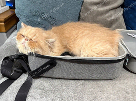 Pure breed champagne Persian 1 year old male