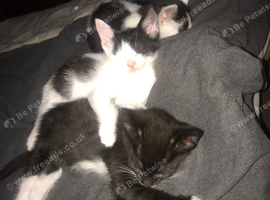3 beautiful fur babies looking for forever homeshome
