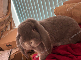 Giant French Lops