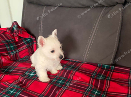 Beautiful Westie puppies