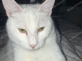 Leo - Turkish angora mix domestic tuxedo.
