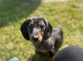 13 week old miniature dachshund
