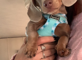 Miniature dachshund -reduced 700
