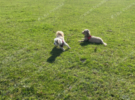 Professional and insured group dog walker.