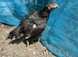 Aseel hen