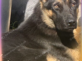 German Shepard