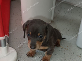 Last boy left stunning miniature dachshund