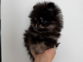 Rare Opportunity True Toy Pomeranian