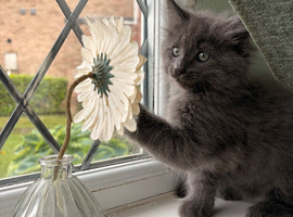 *Now Ready * Ragcoon kittens