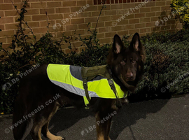 chocolate german shepherd