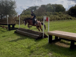 14hh, 4yo Welsh x tb mare