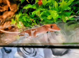 Lily White Crested gecko female