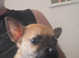 3 beautiful chihuahua puppys