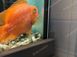 Male blood parrot