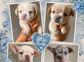 4 Frenchie boys