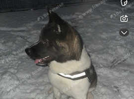 Akita for stud