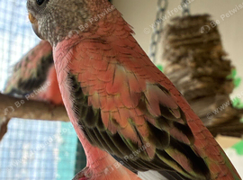 5 beautiful little Rosa Bourkes parakeet&rsquo;s