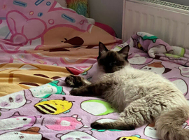 Seal ragdoll expecting kittens 19th of July
