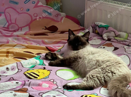 Seal point ragdoll female (not neutered)