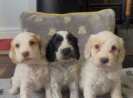 Gorgeous teddy bear faced cockapoos