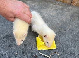 Ferrets