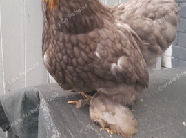 X2 blue pekin bantam chickens