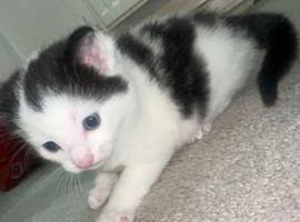 Baby kittens for sale