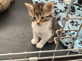 Kittens