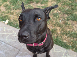 22 month old belgian malinois x labrador
