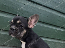 1 French Bulldog puppies left