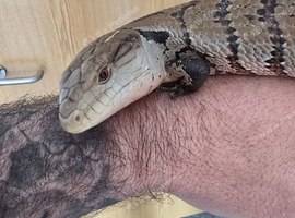 Merauke blue toung3 skink