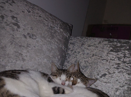 Kittens