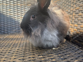 2 girls bunnies