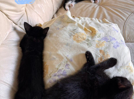 Kittens mixed breed