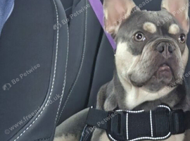 Gorgeous frenchie